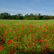 Rerik Impressionen